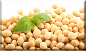 SoyBeans8